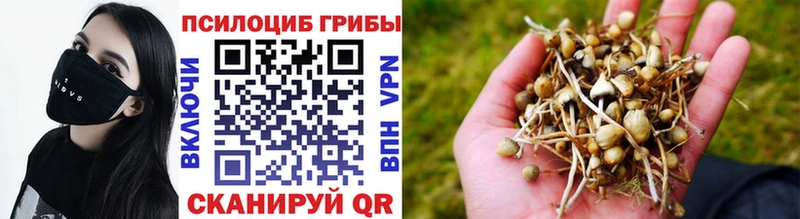 Псилоцибиновые грибы Psilocybine cubensis  Вилючинск 